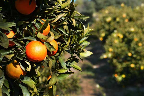 Spain Orange Tree
